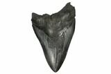 Fossil Megalodon Tooth - South Carolina #175972-1